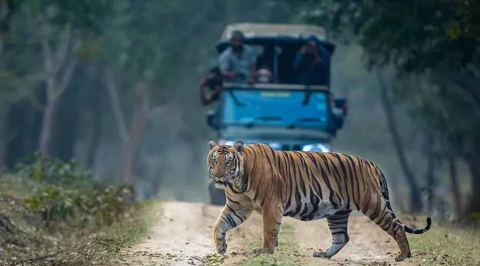 Kabini River Lodge